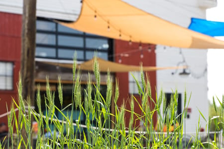 Close up of grass with building