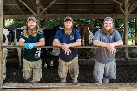 Group in a cattle pen